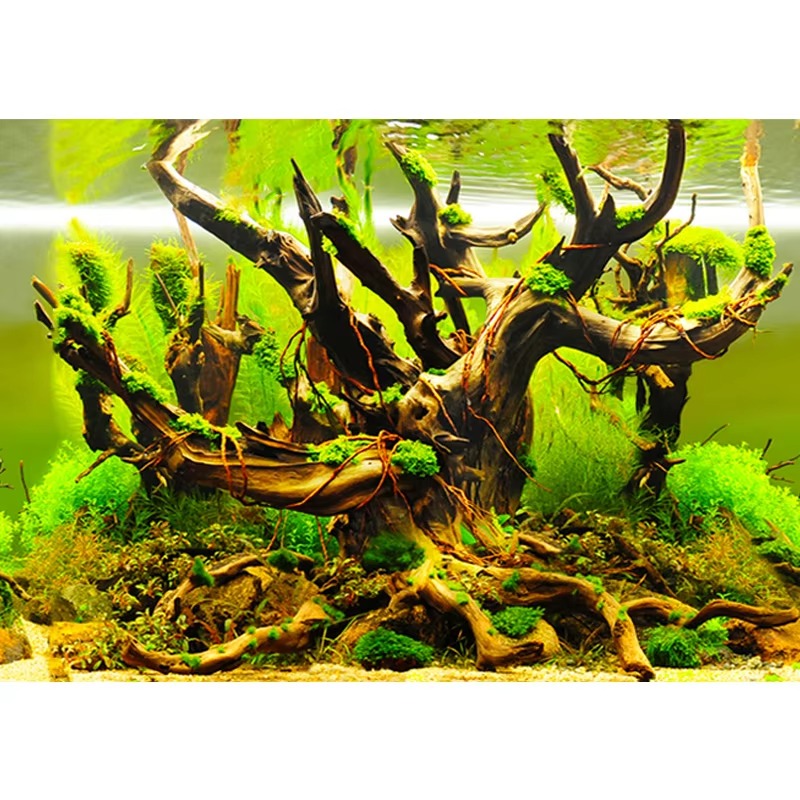 مرجان صناعي لحوض السمك 50 سم،  - مراجعة Aquarium Fish Wallpaper وسعره