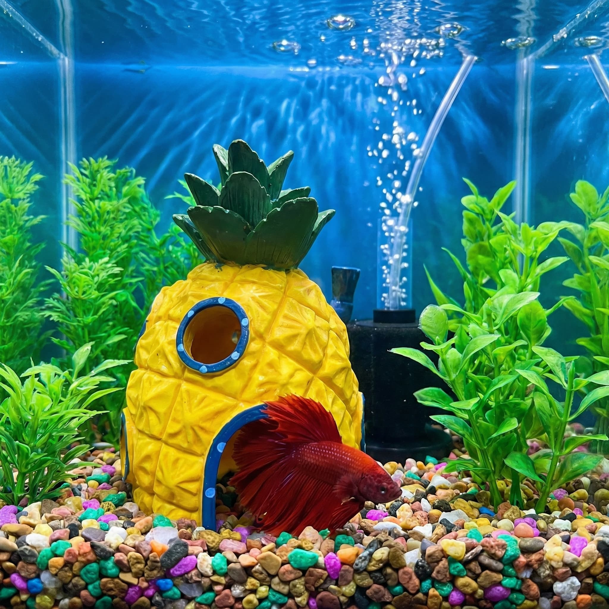 ديكور حوض السمك على شكل بيت ال - مراجعة Aquarium Fish Cave وسعره